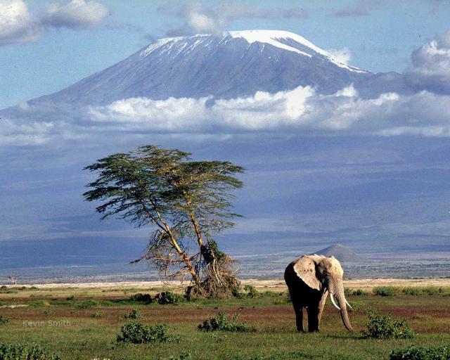 kilimanjaro-elephant